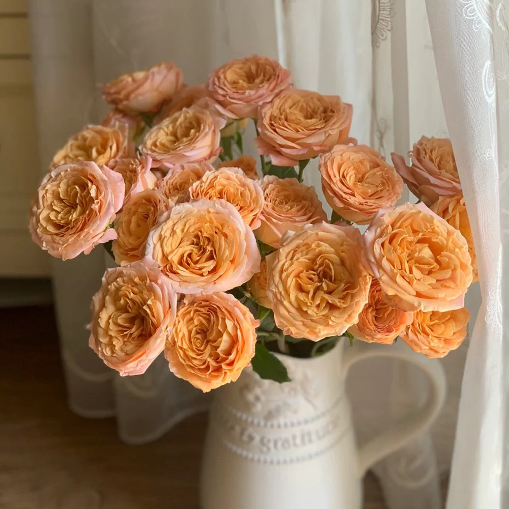 Apricot Lace Dutch Florist Shrub Rose – Highgarden Roses