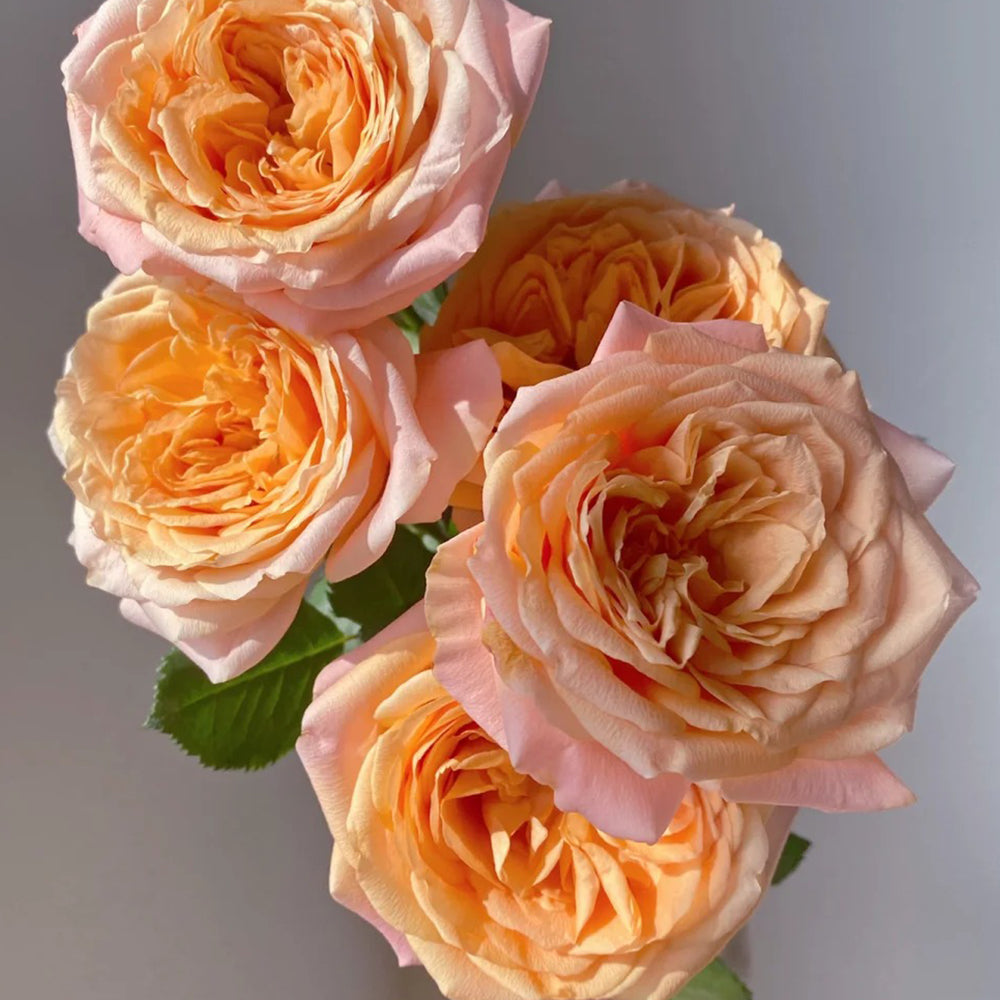 Apricot Lace Netherlands Florist Shrub Rose