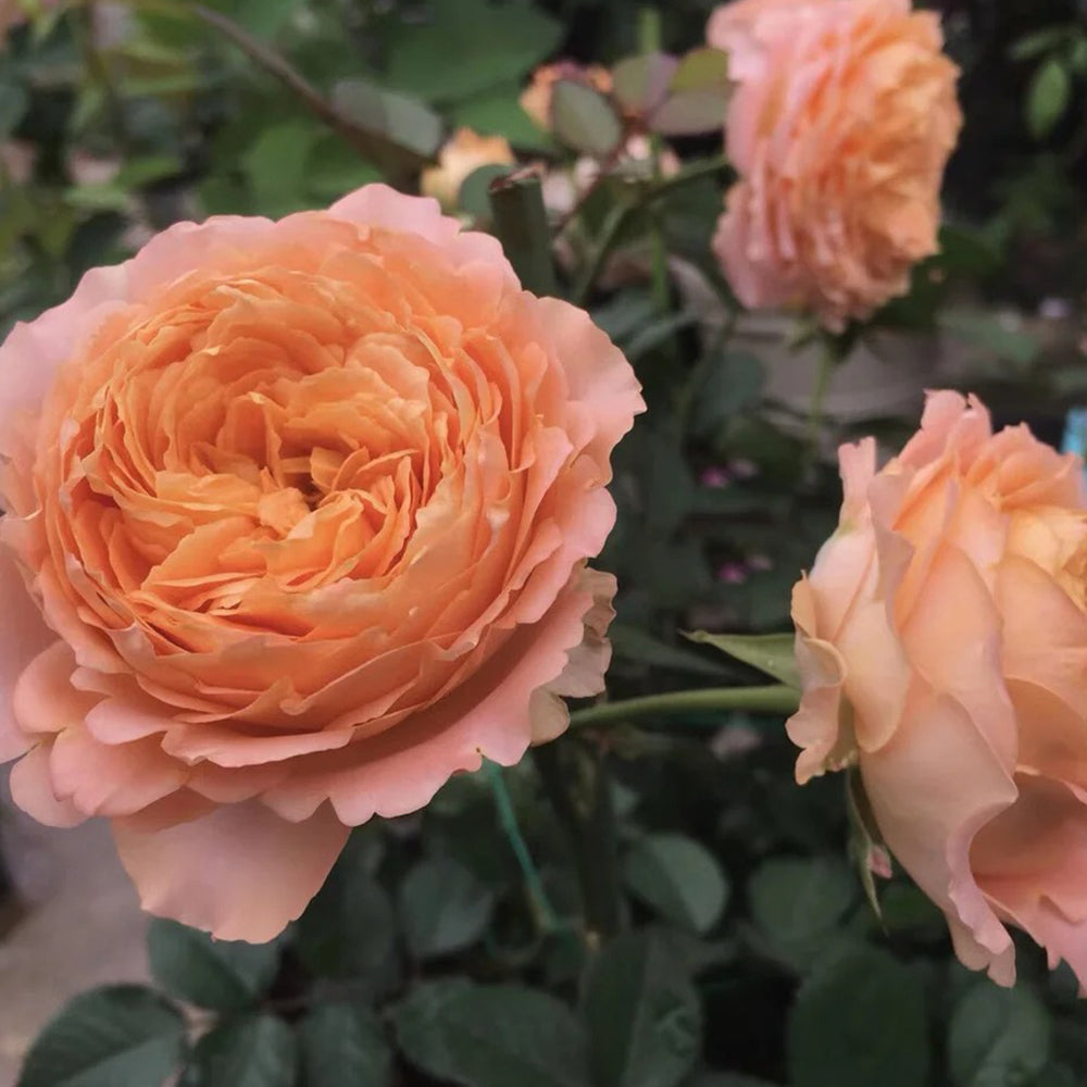 Apricot Lace Dutch Florist Shrub Rose – Highgarden Roses