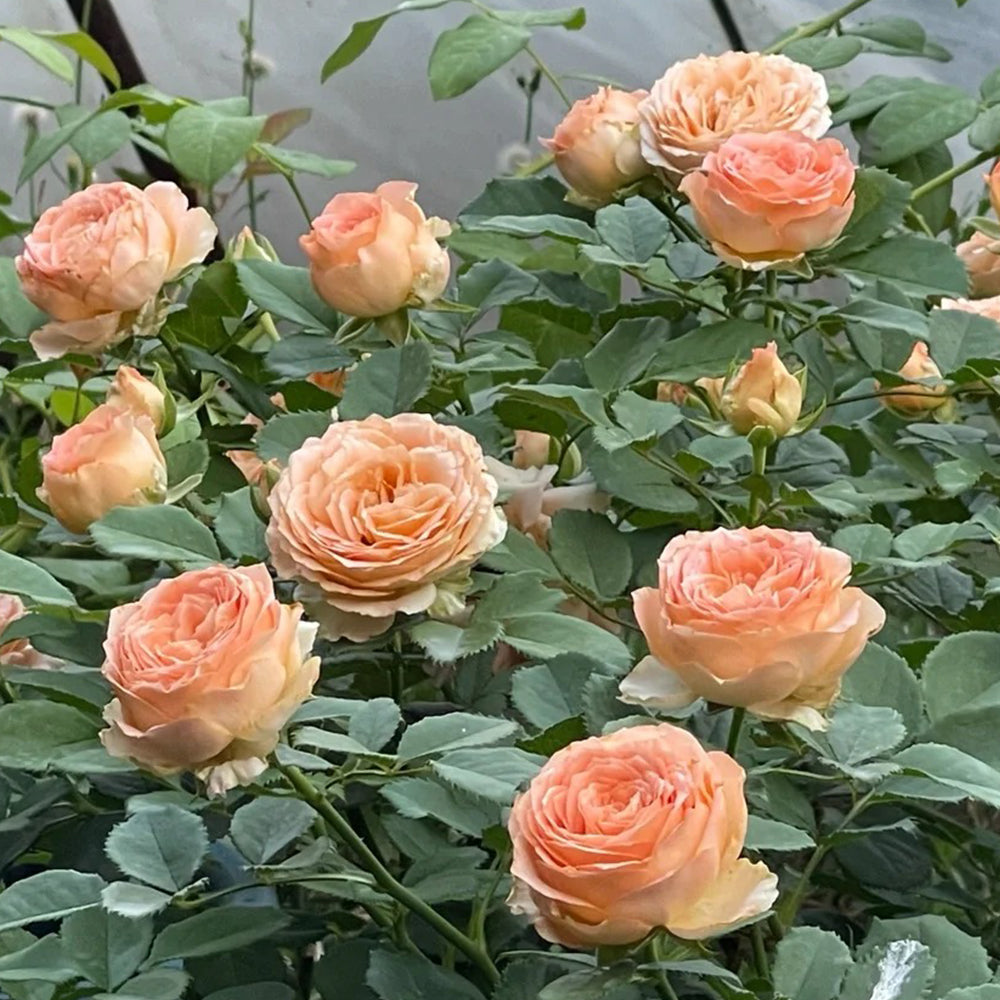 Apricot Lace Netherlands Florist Shrub Rose