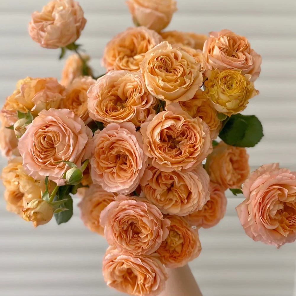 Apricot Spray Roses Apricot Lace Dutch Florist Shrub Rose – Highgarden Roses
