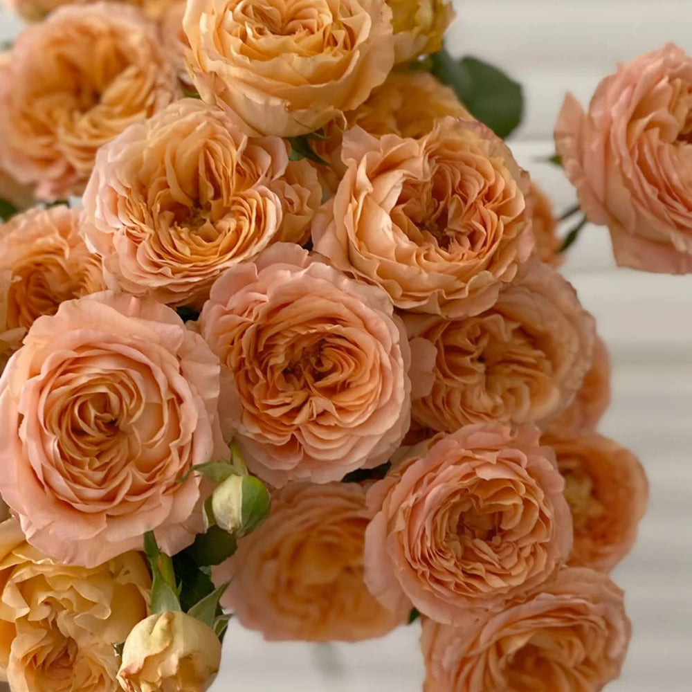 Apricot Lace Dutch Florist Shrub Rose – Highgarden Roses