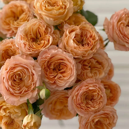 Apricot Lace Netherlands Florist Shrub Rose