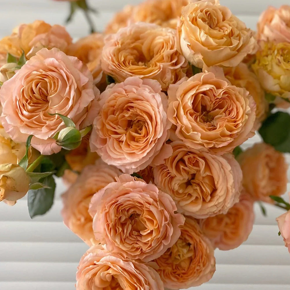 Apricot Lace Netherlands Florist Shrub Rose