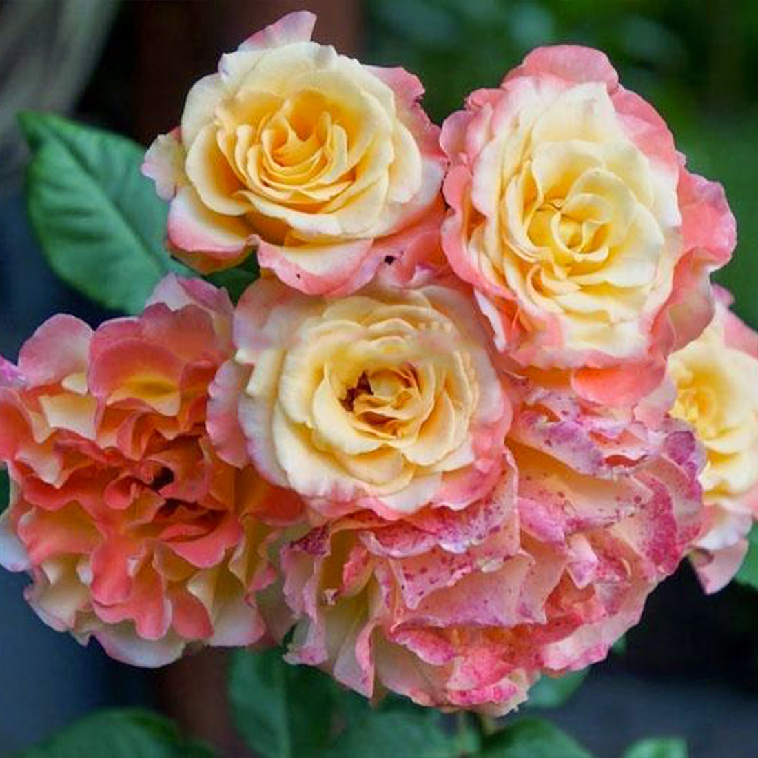 Aquarell German Florist Shrub Rose