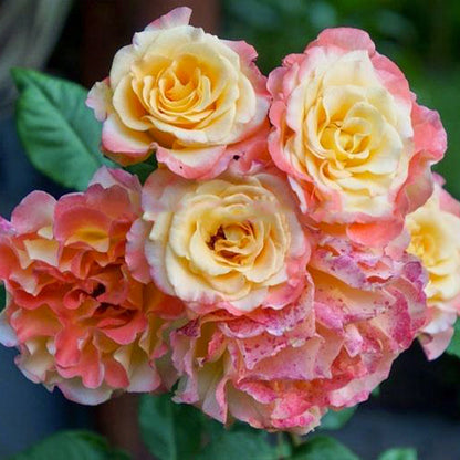 Aquarell German Florist Shrub Rose