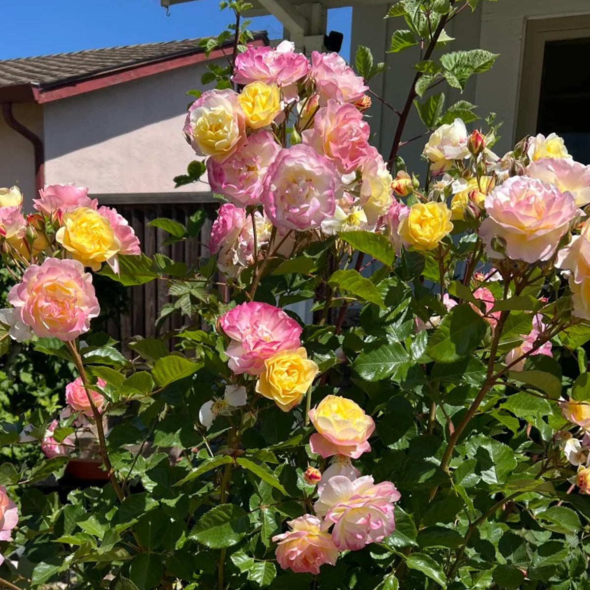 Aquarell German Florist Shrub Rose