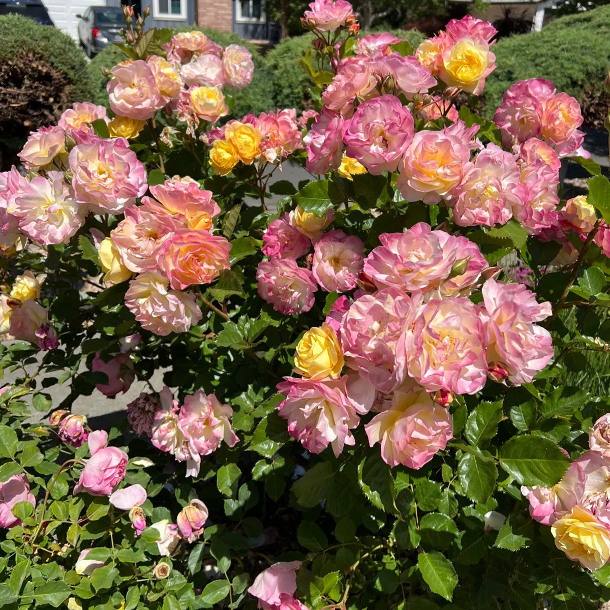 Aquarell German Florist Shrub Rose