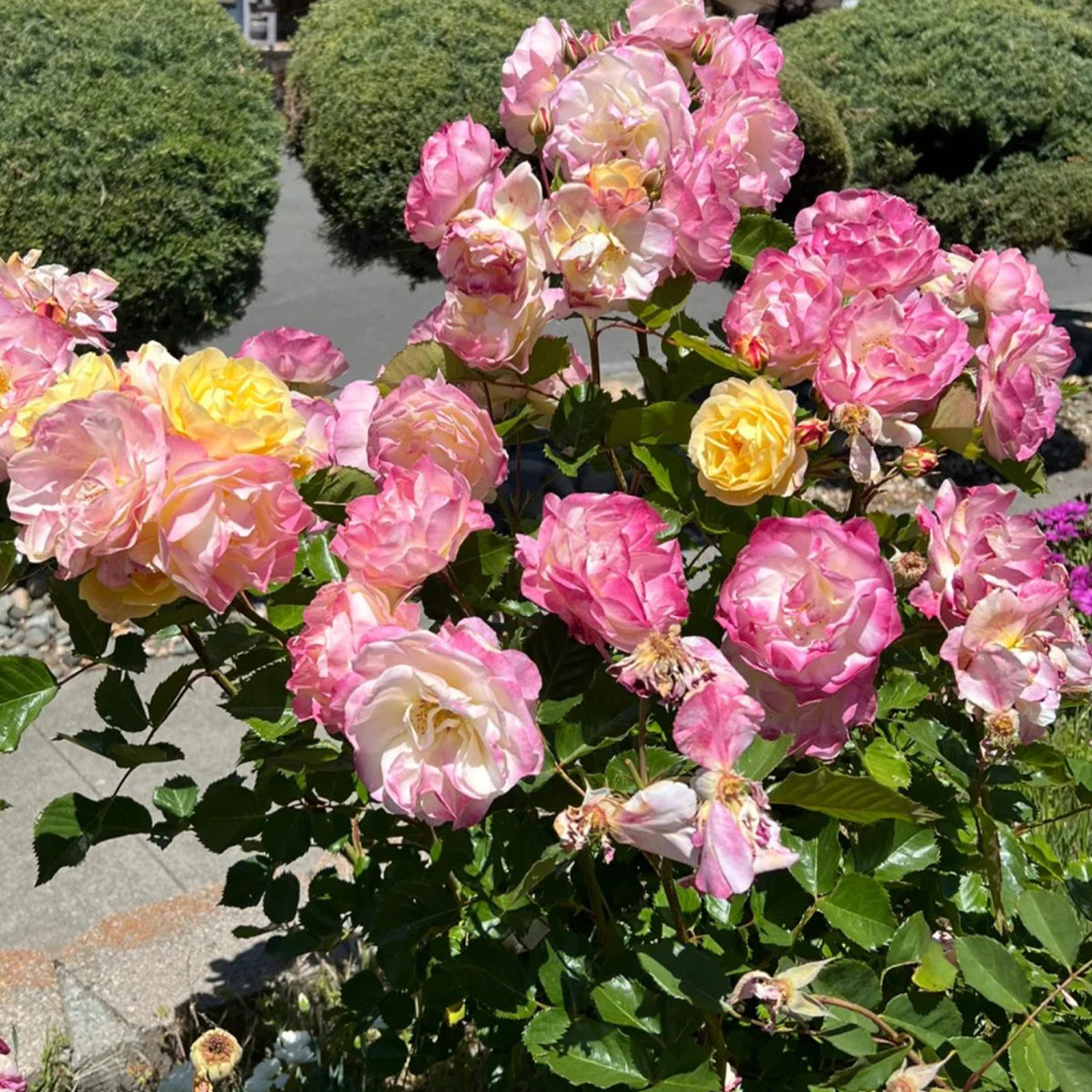 Aquarell German Florist Shrub Rose