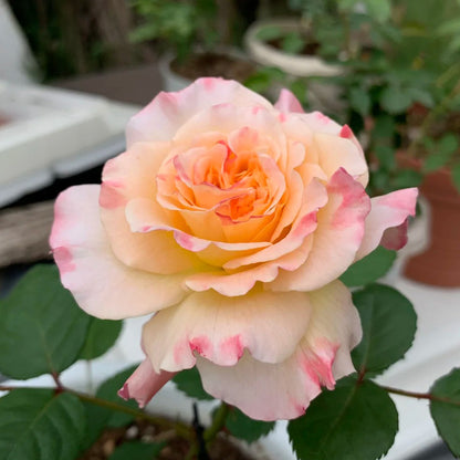 Aquarell German Florist Shrub Rose