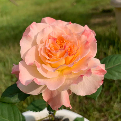 Aquarell German Florist Shrub Rose
