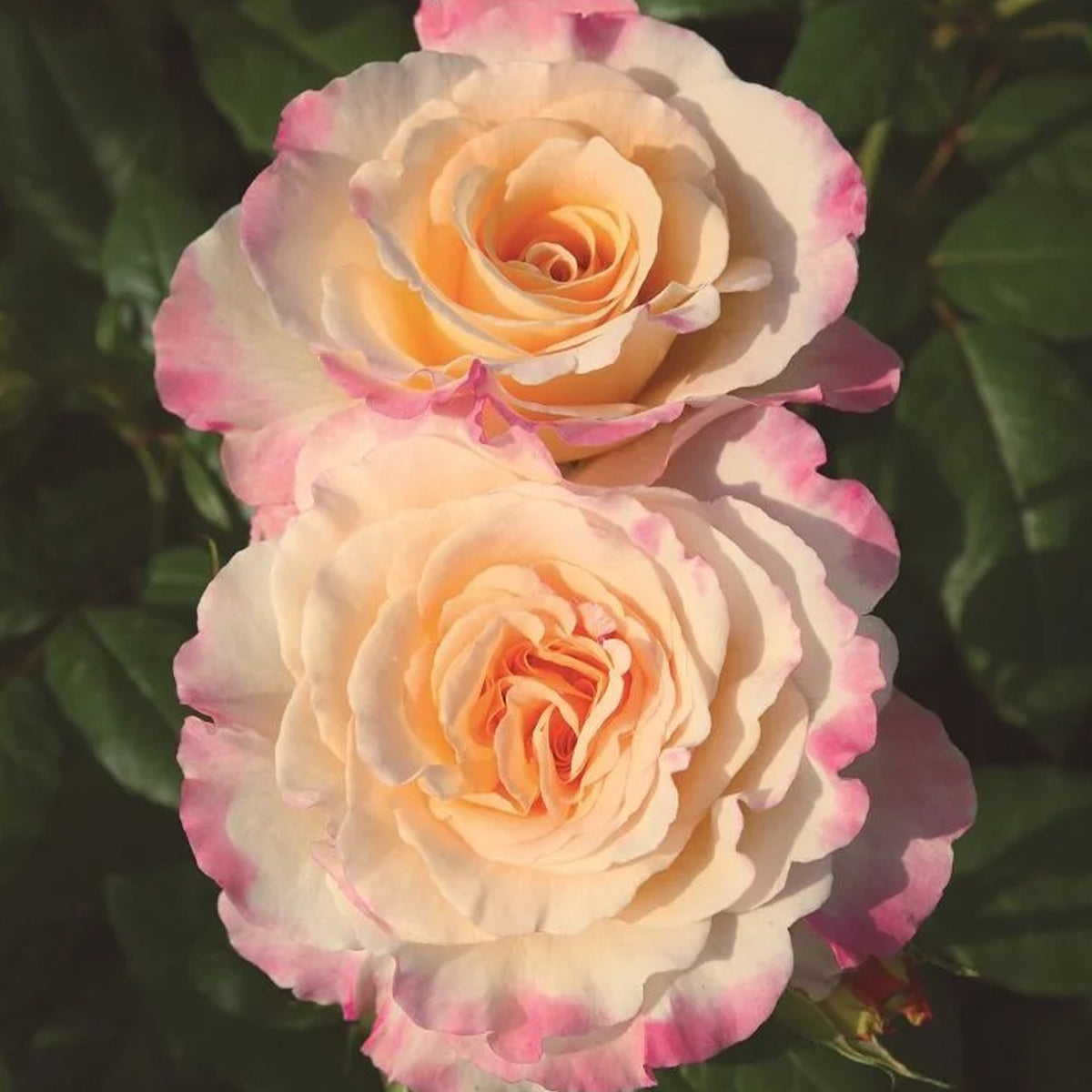 Aquarell German Florist Shrub Rose
