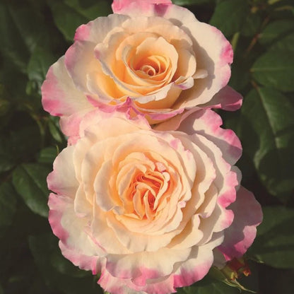 Aquarell German Florist Shrub Rose
