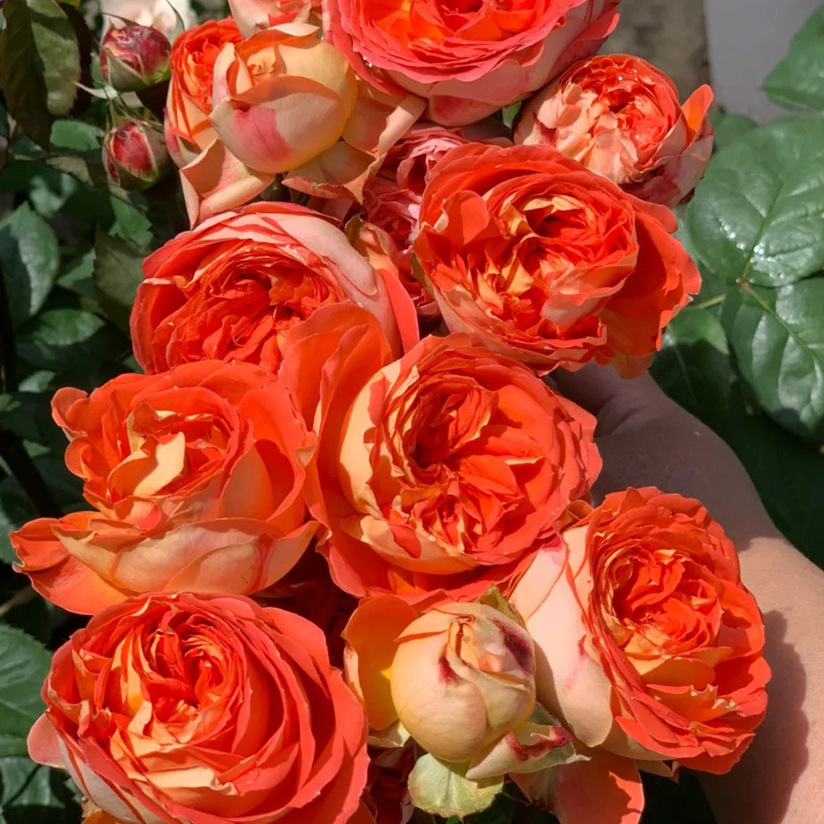 Arancia Japanese Florist Shrub Rose