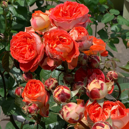Arancia Japanese Florist Shrub Rose