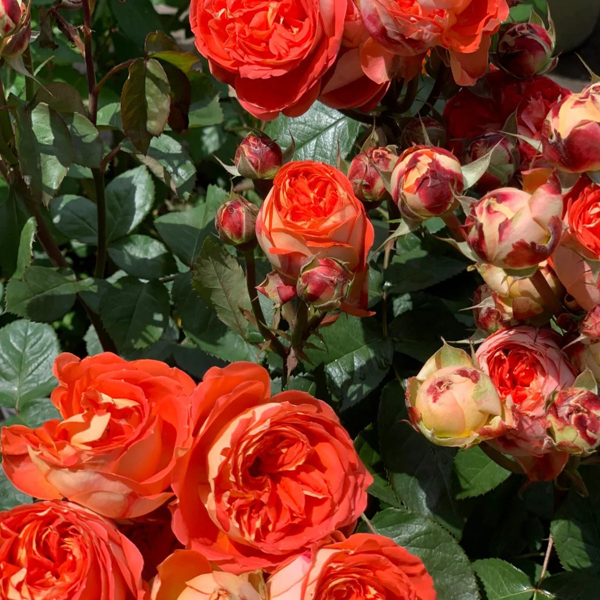 Arancia Japanese Florist Shrub Rose
