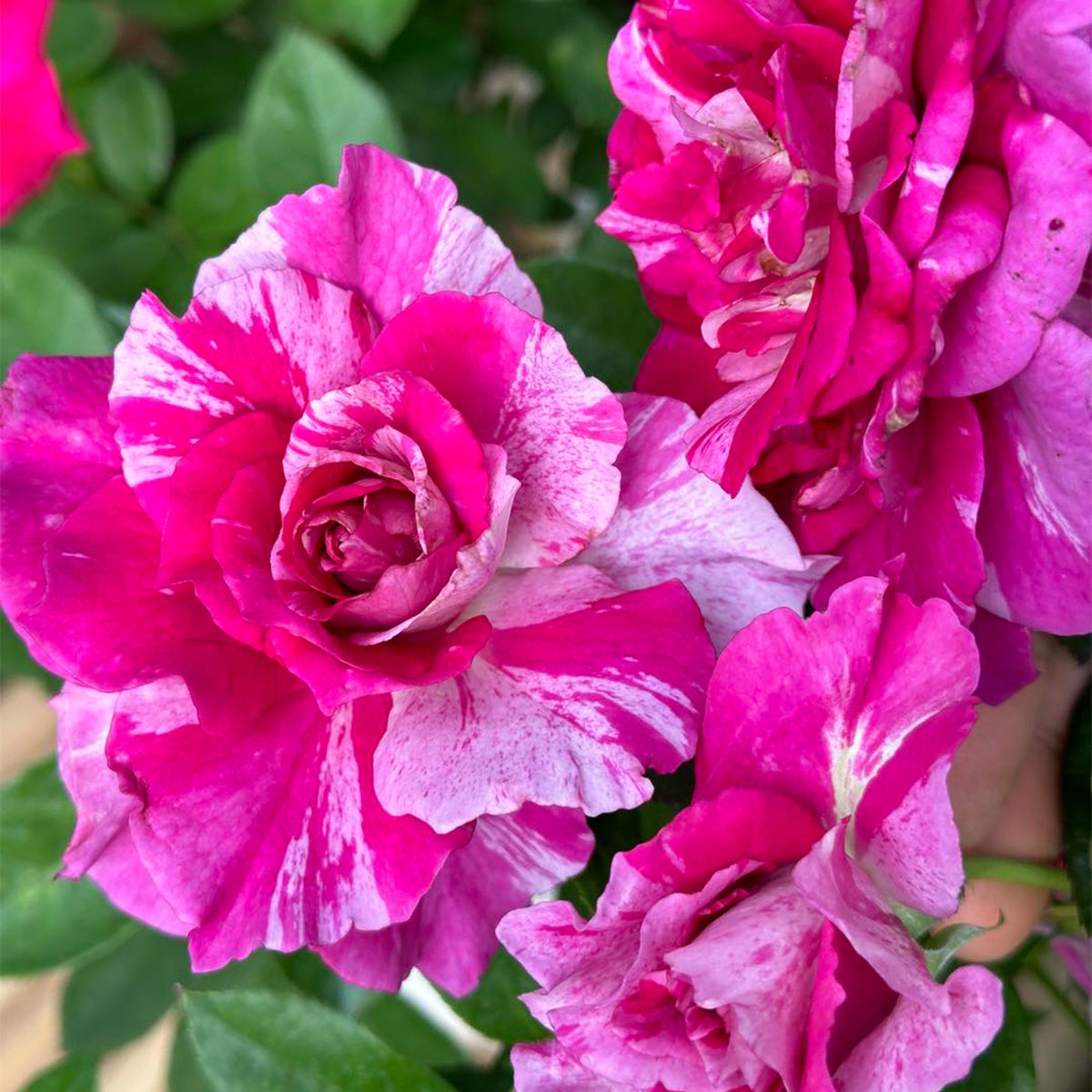 Arc of Sky Florist Shrub Rose