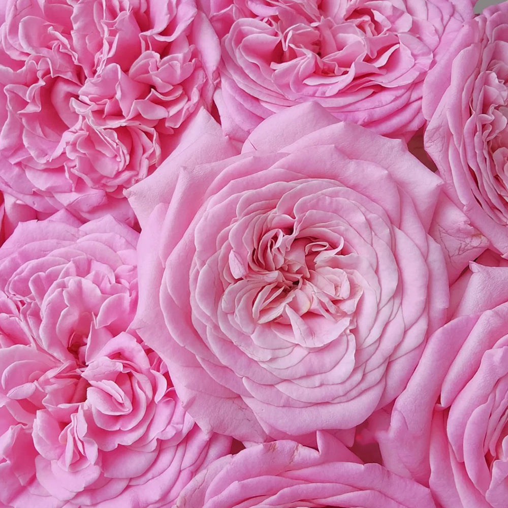 Ashley German Florist Shrub Rose – Highgarden Roses
