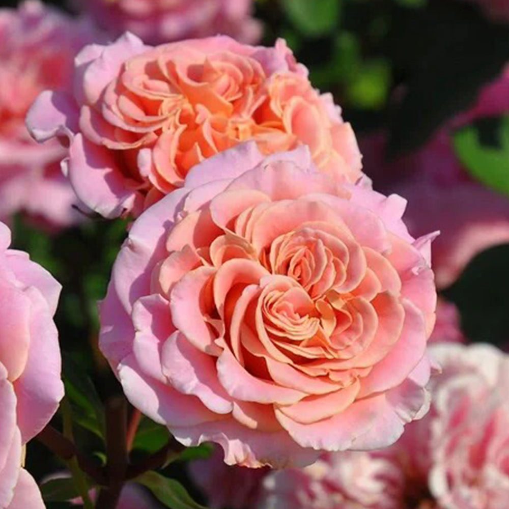 Ashley German Florist Shrub Rose