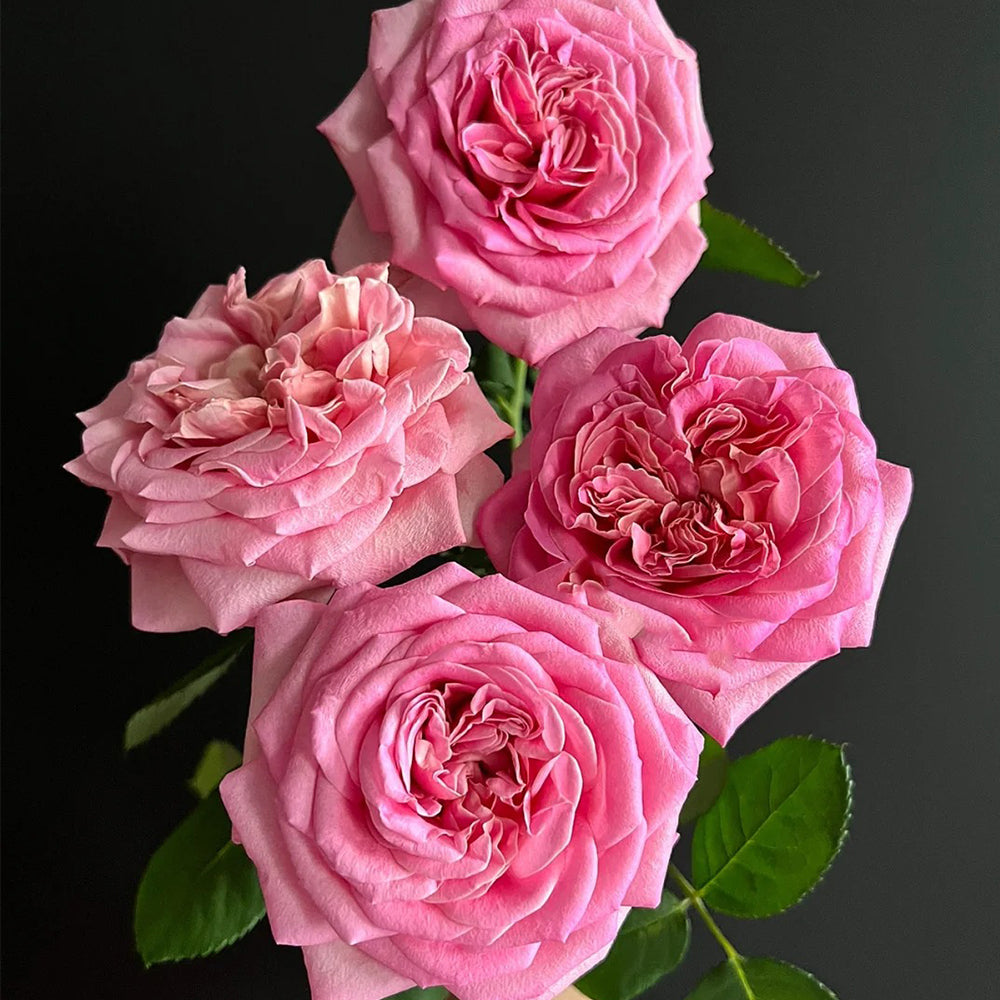 Ashley German Florist Shrub Rose