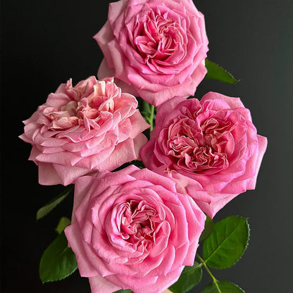 Ashley German Florist Shrub Rose