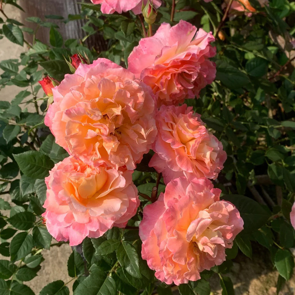 Augusta Louise German Florist Shrub Rose