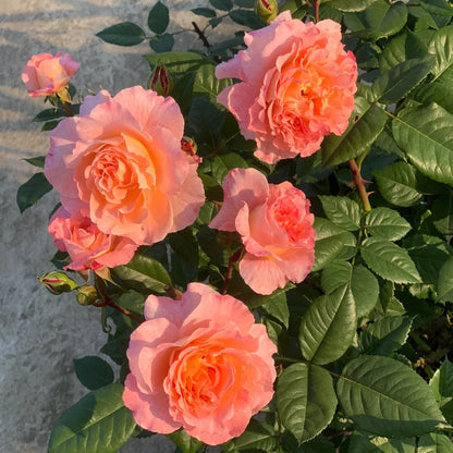 Augusta Louise German Florist Shrub Rose