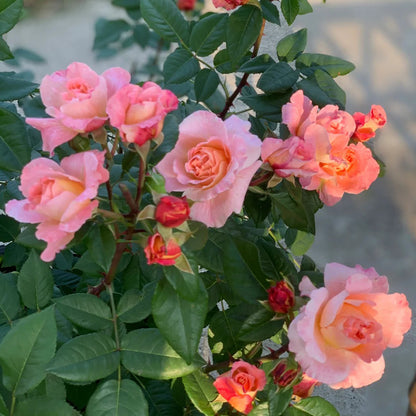 Augusta Louise German Florist Shrub Rose