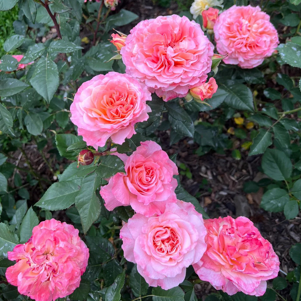 Augusta Louise German Florist Shrub Rose