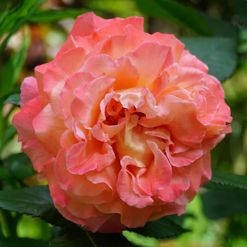 Augusta Louise German Florist Shrub Rose