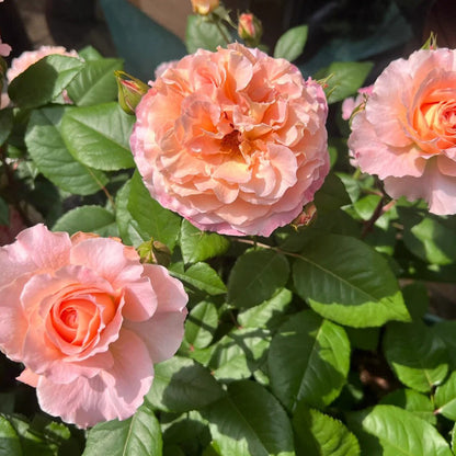 Augusta Louise German Florist Shrub Rose