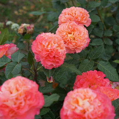 Augusta Louise German Florist Shrub Rose