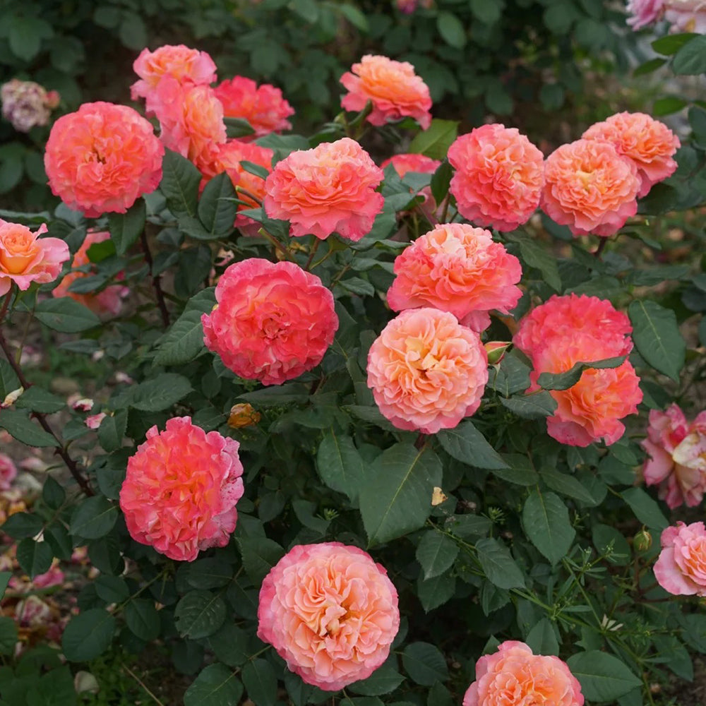 Augusta Louise German Florist Shrub Rose