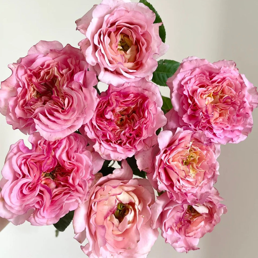 Augusta Louise German Florist Shrub Rose