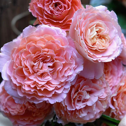 Augusta Louise German Florist Shrub Rose