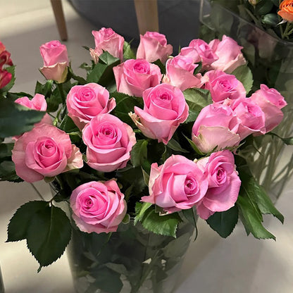 Awakening Dutch Florist Shrub Rose