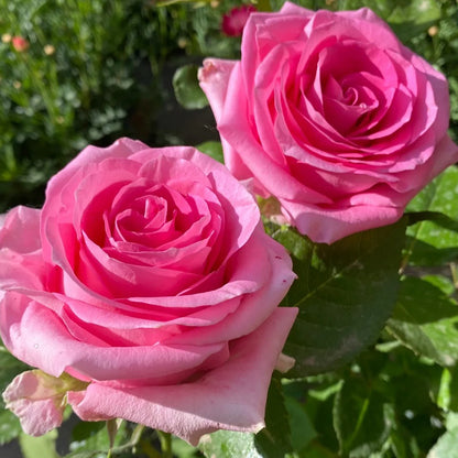 Awakening Dutch Florist Shrub Rose