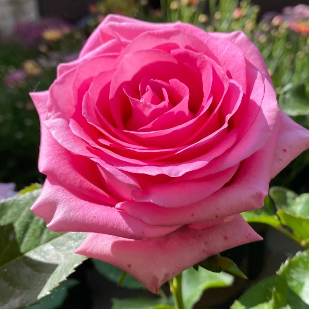 Awakening Dutch Florist Shrub Rose