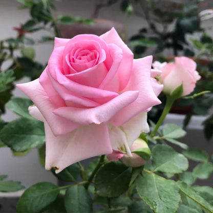 Awakening Dutch Florist Shrub Rose