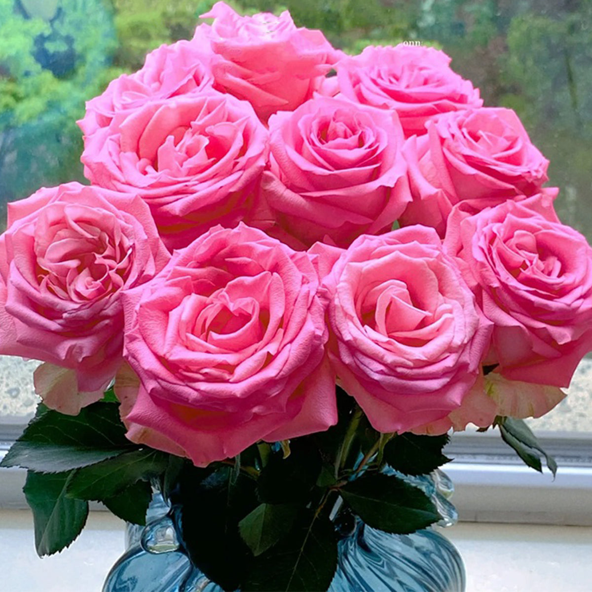 Awakening Dutch Florist Shrub Rose