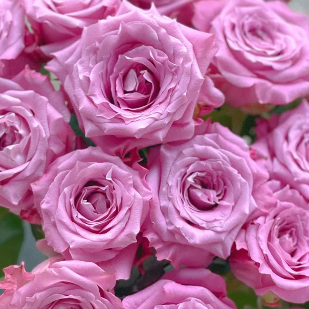 ☆Roses～　 Azure Sea US Florist Hybrid Tea Rose For Sale – Highgarden Roses