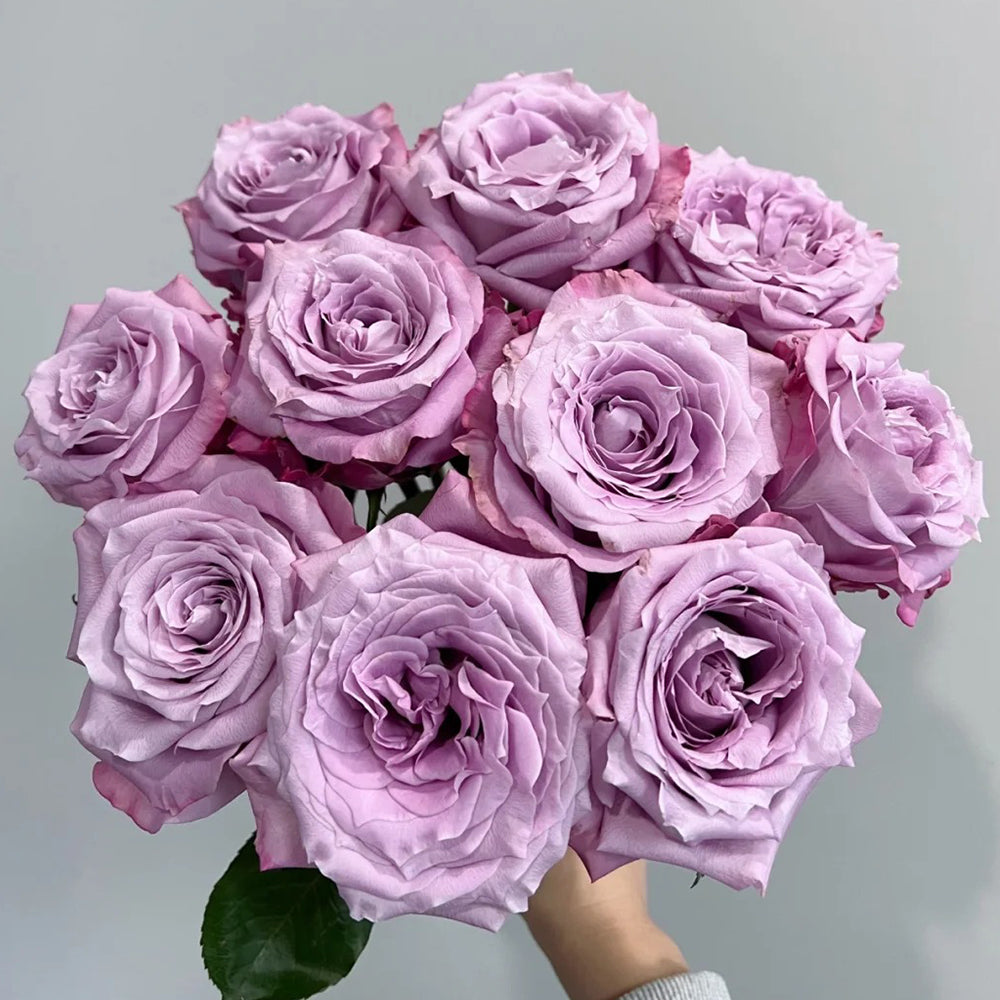 【ステンドグラス】- Azure Rose - Azure Sea US Florist Hybrid Tea Rose For Sale – Highgarden Roses