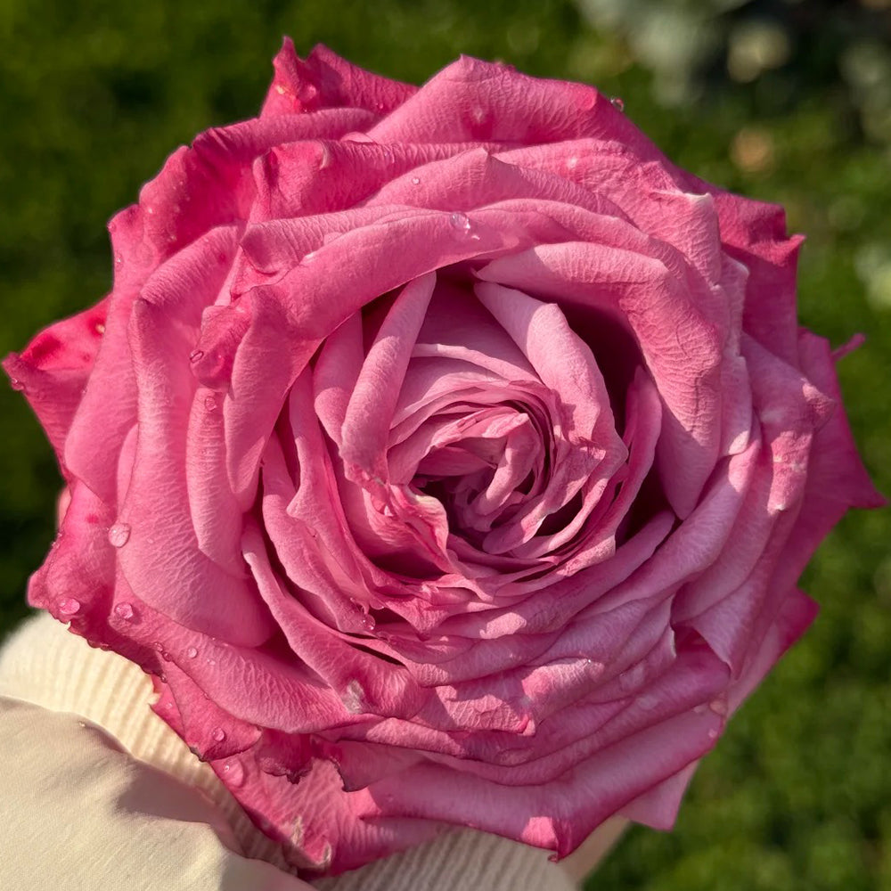 ☆Roses～　 Azure Sea US Florist Hybrid Tea Rose For Sale – Highgarden Roses