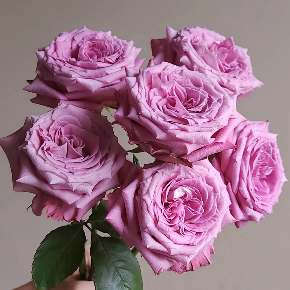 Azure Sea US Florist Hybrid Tea Rose For Sale – Highgarden Roses