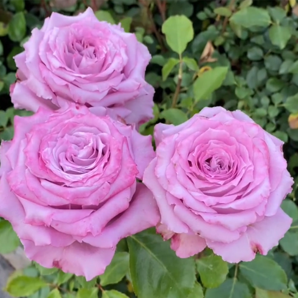 【ステンドグラス】- Azure Rose - Azure Sea US Florist Hybrid Tea Rose For Sale – Highgarden Roses