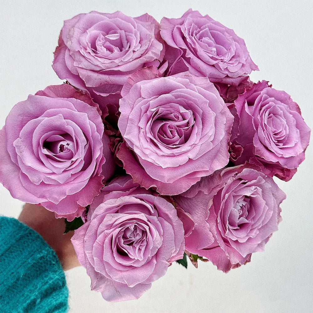 Azure Sea US Florist Hybrid Tea Rose For Sale – Highgarden Roses