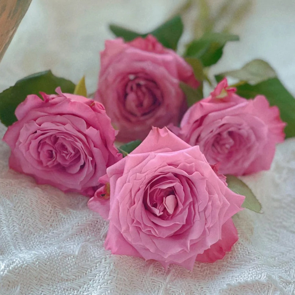 Azure Sea US Florist Hybrid Tea Rose For Sale – Highgarden Roses