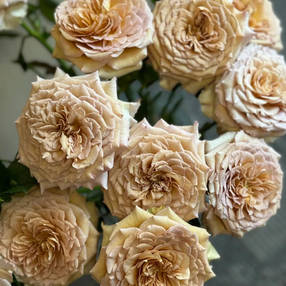 Bailey Netherlands Florist Shrub Rose