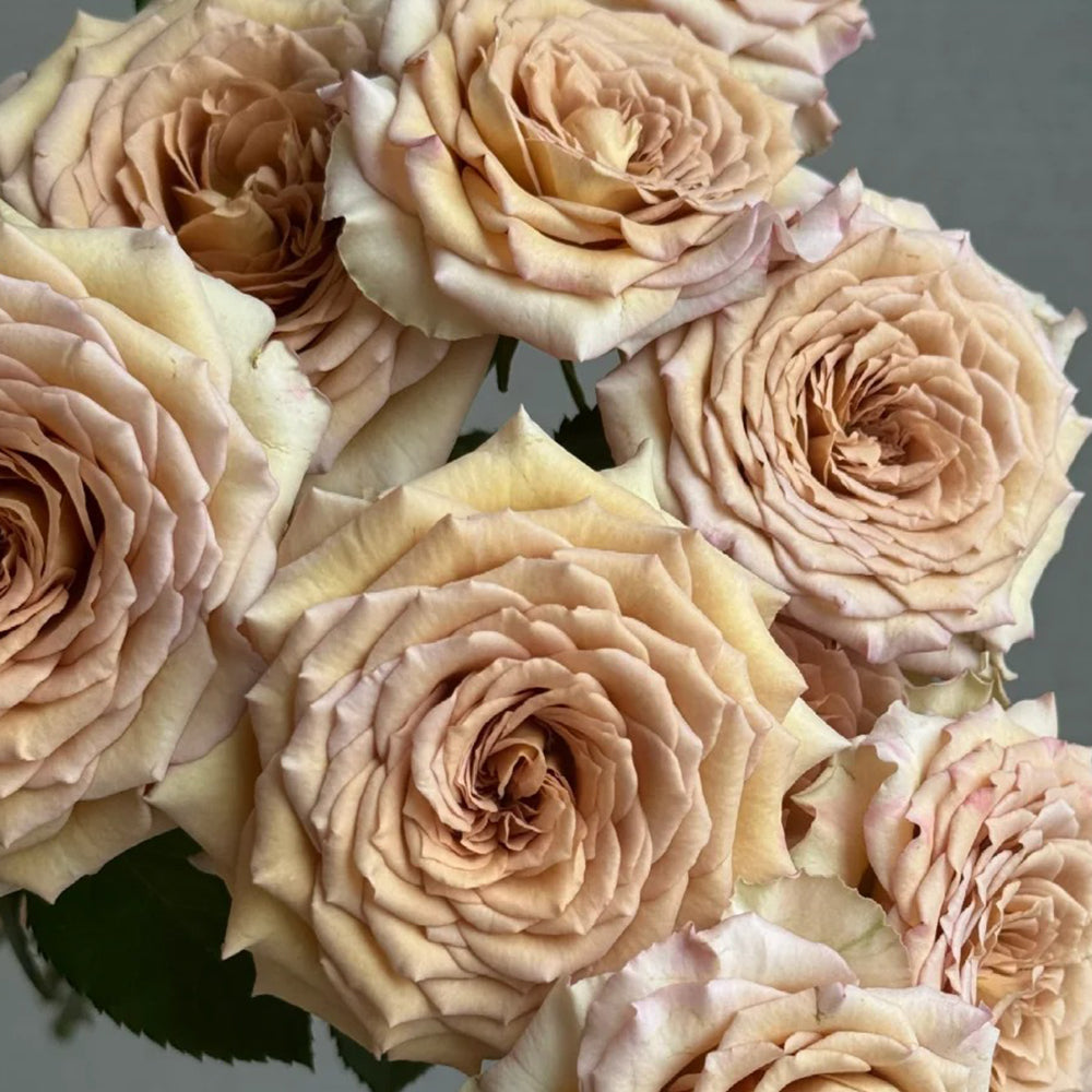 Bailey Netherlands Florist Shrub Rose