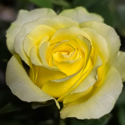Beach Romance Florist Shrub Rose